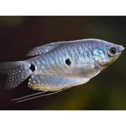 Blue Gourami - FreshWaterAquatica.com