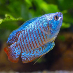 Blue Cobalt Gourami - FreshWaterAquatica.com