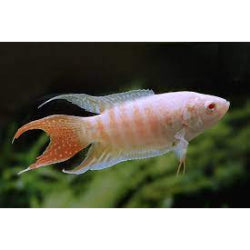 Albino Paradise Gourami - FreshWaterAquatica.com