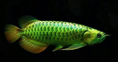 Green Arowana