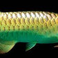 High Back Golden Arowana