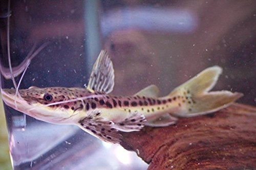Shovelnose catfish 3 inches | FRESHWATERAQUATICA