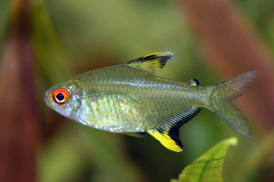 Lemon tetra - FreshWaterAquatica.com