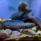 Snake head channa Blue cobalt 6"