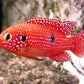 Jewel cichlid - FreshWaterAquatica.com