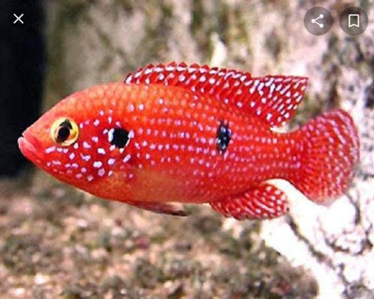 Jewel cichlid - FreshWaterAquatica.com