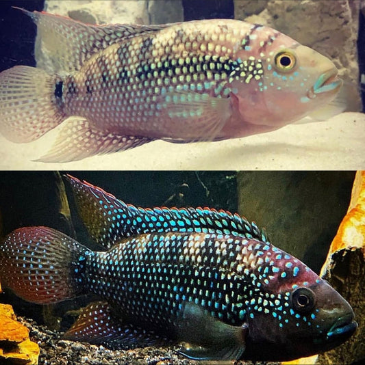 Jack dampsey 3.5 inches