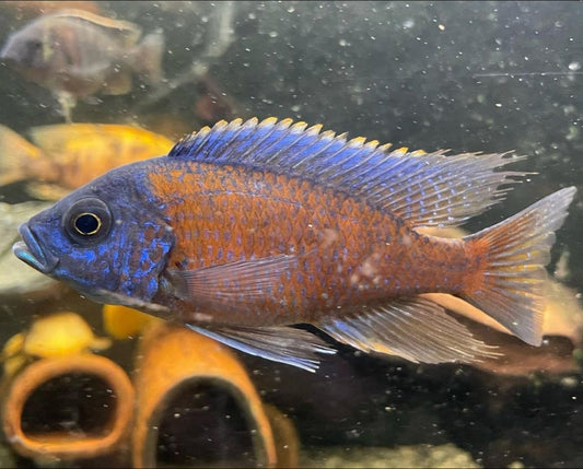 Peacock cichlid 3 Inches