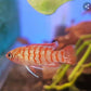 Red badis