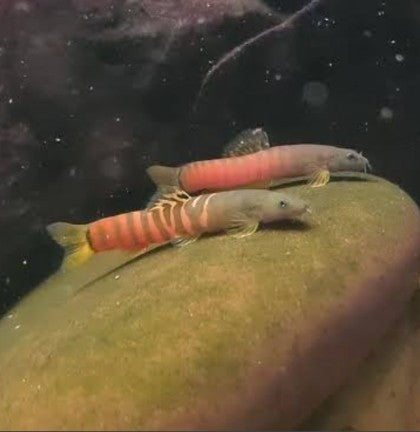 Crimson Loach