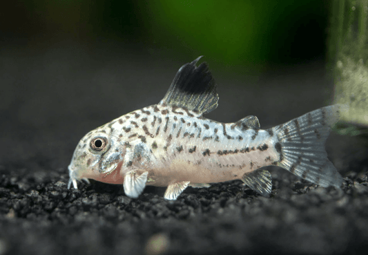 JULI'S CORY - FreshWaterAquatica.com