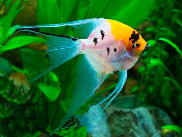 Koi Angel Fish | FRESHWATERAQUATICA