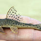 L-153 (Blue Fin Thresher Pleco)