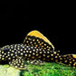 L-18 (BARYANCISTRUS XANTHELLUS)