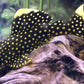 L-18 (BARYANCISTRUS XANTHELLUS)