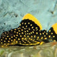L-18 (BARYANCISTRUS XANTHELLUS)
