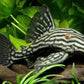 L-190 PLECO (Orinoco Royal Pleco)