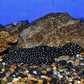 L-240 PLECO (Galaxy Pleco)