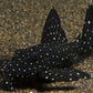 L-240 PLECO (Galaxy Pleco)