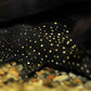 L-240 PLECO (Galaxy Pleco)