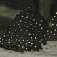 L-240 PLECO (Galaxy Pleco)
