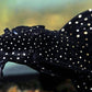 L-240 PLECO (Galaxy Pleco)