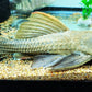 L-24 PLECO (orange finned cactus pleco.)