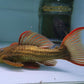 L-24 PLECO (orange finned cactus pleco.)