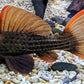 L-24 PLECO (orange finned cactus pleco.)