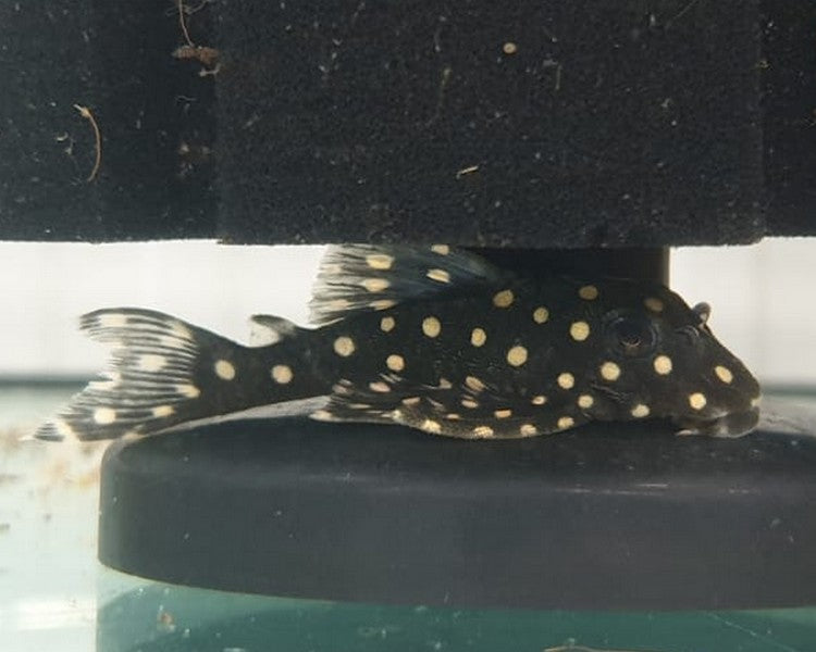 L-471 Pleco (Spotted Dwarf Hypancistrus Pleco) | FRESHWATERAQUATICA