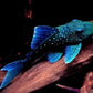 L 128 Pleco (Blue Phantom Pleco)