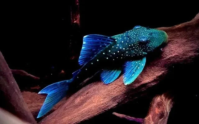 L 128 Pleco (Blue Phantom Pleco)