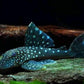 L 128 Pleco (Blue Phantom Pleco)
