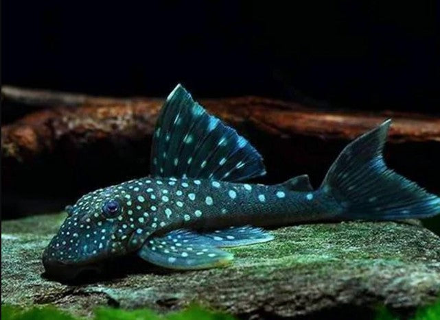 L 128 Pleco (Blue Phantom Pleco)