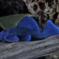 L239 Blue Panaque Pleco