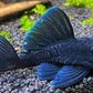L239 Blue Panaque Pleco