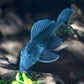 L239 Blue Panaque Pleco
