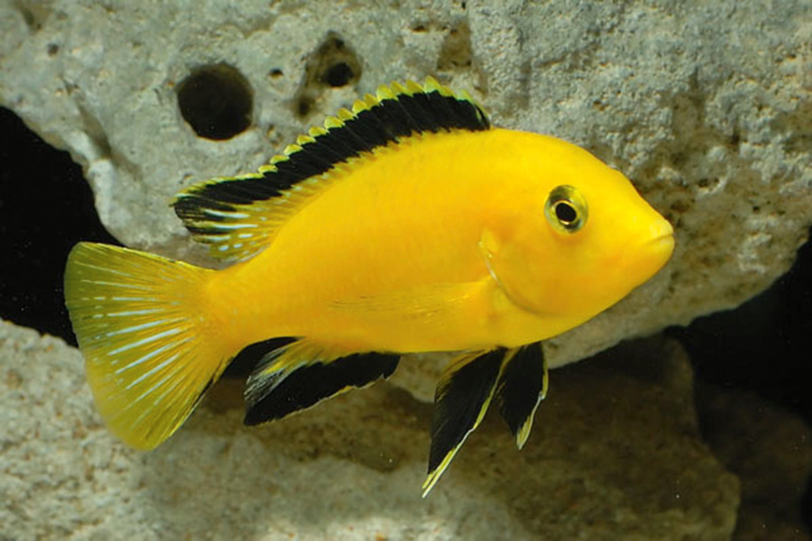 Electric yellow lab banana cichlid 3.2inches L size FRESHWATERAQUATICA