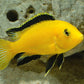 Electric yellow lab banana cichlid 3.2inches L size