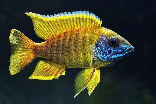 SunShine Peacock Cichlid - FreshWaterAquatica.com