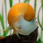 Apple Snail - FreshWaterAquatica.com