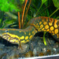 Mastacembelus armatus Tyre Track Eel