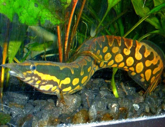 Mastacembelus armatus Tyre Track Eel