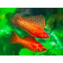 Orange High Fin  Molly Male - FreshWaterAquatica.com