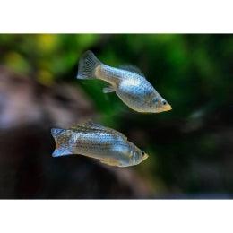 Silver  Molly - FreshWaterAquatica.com