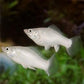 White Molly - FreshWaterAquatica.com