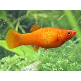 Orange  Molly - FreshWaterAquatica.com