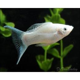 White Molly - FreshWaterAquatica.com