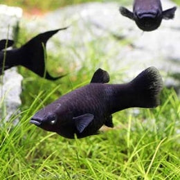 Black  Molly - FreshWaterAquatica.com