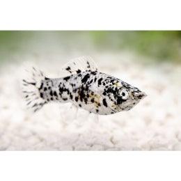 Harlequin Spotted    Molly - FreshWaterAquatica.com